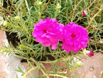 Close-up of pink flowers blooming outdoors