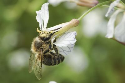 Close-up of bee pollinating flower