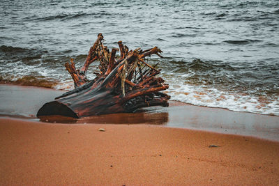 Driftwood on beach