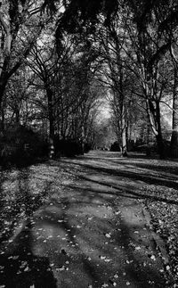 Trees in sunlight