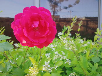 Close-up of pink rose blooming outdoors