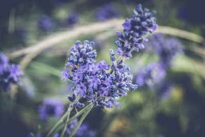 Close-up of purple flowering plant on field