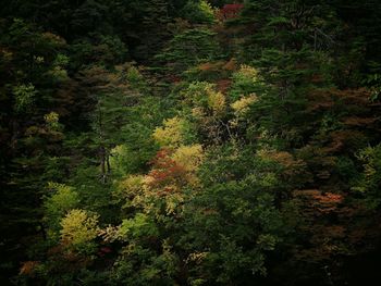 High angle view of trees in forest