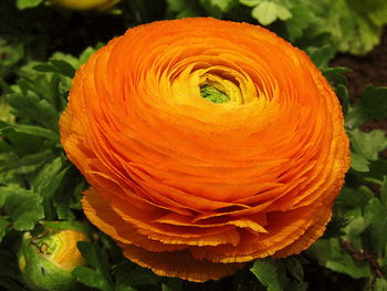 Close-up of orange flower blooming outdoors