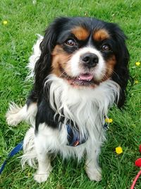 Portrait of dog sticking out tongue