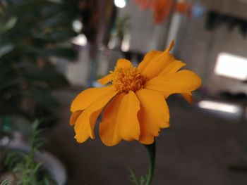 Close-up of yellow flower blooming outdoors