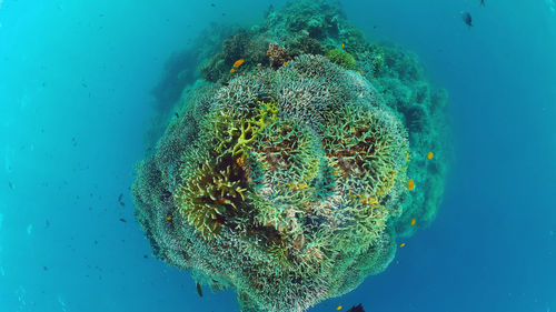 Close-up of jellyfish in sea