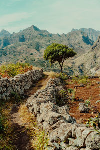 Plants growing on rock against sky