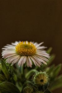 Close-up of flowers blooming outdoors