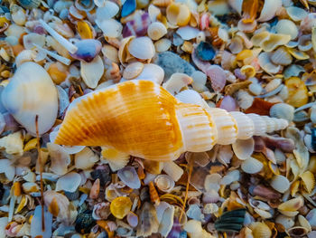 Close-up of shells on sea shore
