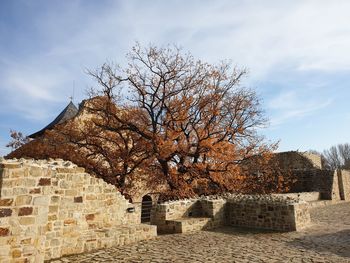 View of bare tree against building