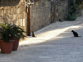 View of a cat on the wall