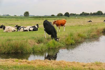Cows grazing on field by lake against sky