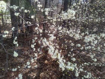 Low angle view of flowering trees in forest