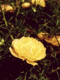 Close-up of flower