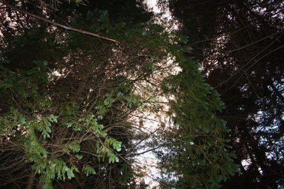 Low angle view of trees in forest