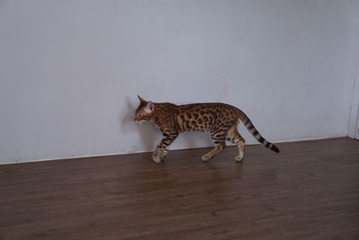 Side view of a cat walking on wooden floor