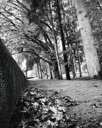 Trees growing in forest