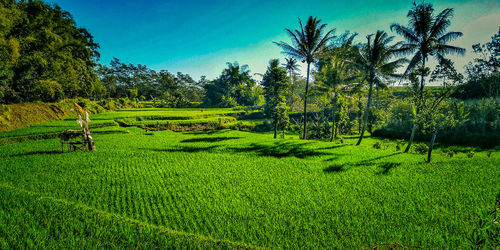 Scenic view of agricultural field against sky