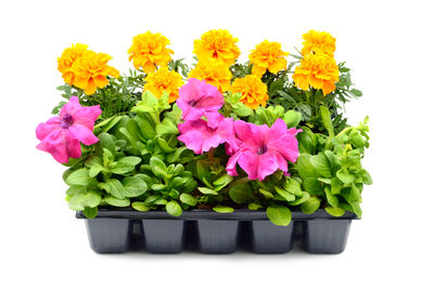 Close-up of pink flower pot against white background