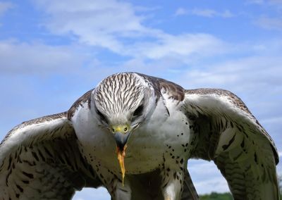 Close-up of eagle against sky