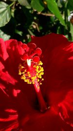 Close-up of red flower