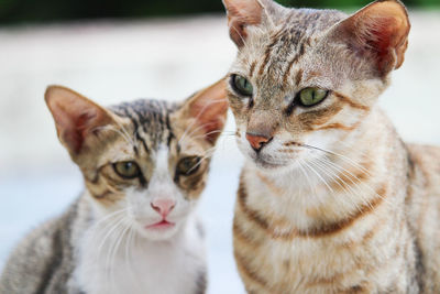 Close-up of cats