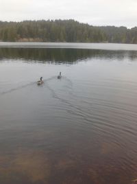 Reflection of trees in calm lake