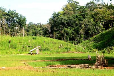 Scenic view of swamp on land