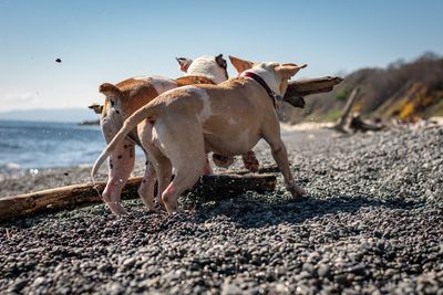 Dog on the beach