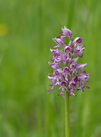 Close-up of purple flowering plant