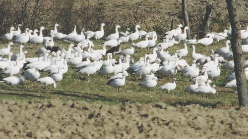 White birds flying over field