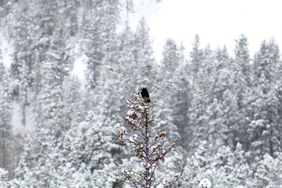 Bird perching on snow covered tree