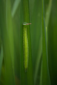 Close-up of green plant