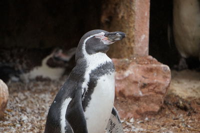 Close-up of a penguin on rock