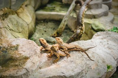 High angle view of lizards on rock