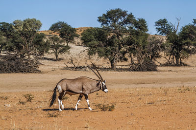 Deer standing on field