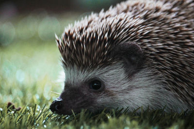 Close-up of an animal on field