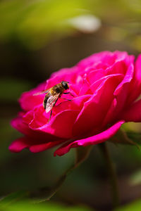 Close-up of bee on pink flower