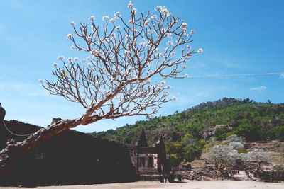 Bare tree against clear blue sky