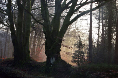 Trees in forest