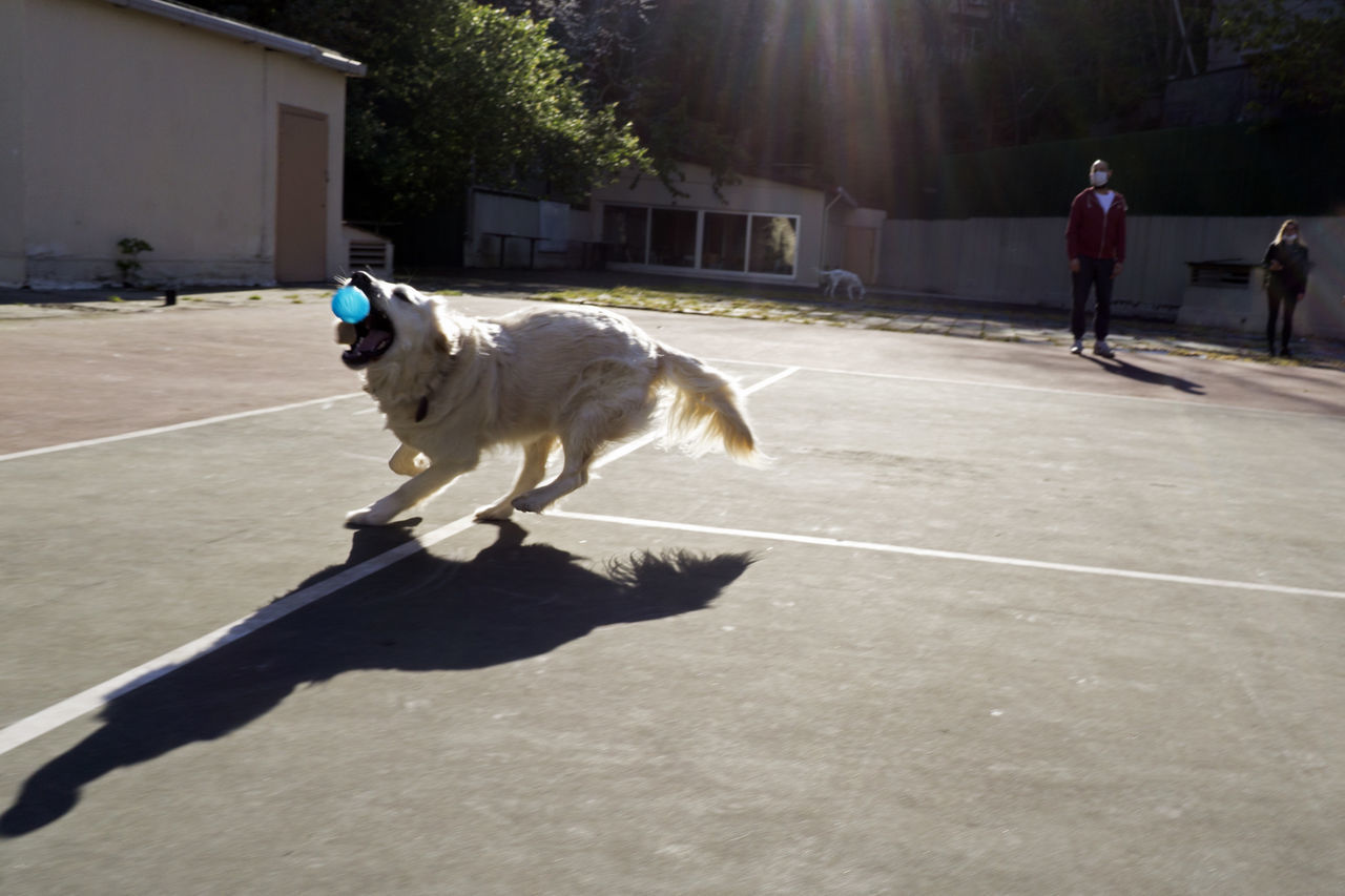 FULL LENGTH OF DOG WITH MAN ON FLOOR