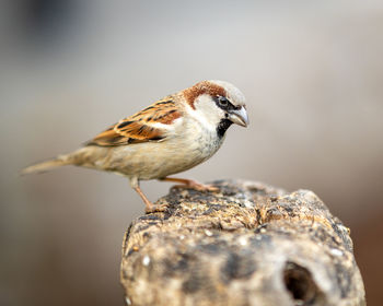 Close-up of bird perching on rock