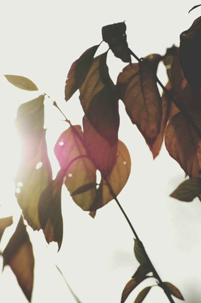 leaf, low angle view, growth, branch, tree, nature, clear sky, close-up, sunlight, hanging, sky, plant, leaves, freshness, day, outdoors, no people, beauty in nature, focus on foreground, leaf vein