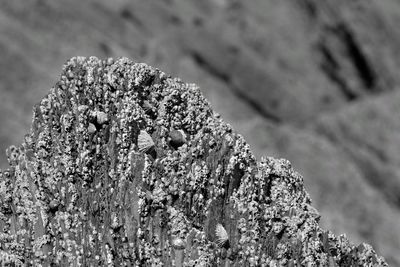 Close-up of lizard on rock