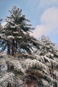 Low angle view of pine tree against sky