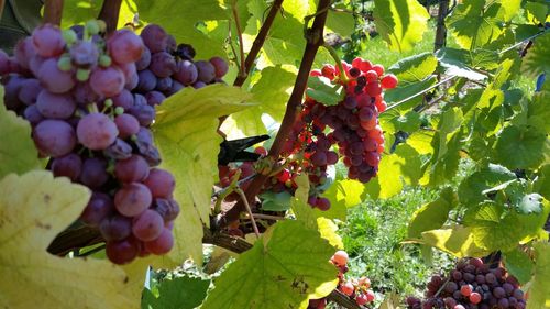 Close-up of grapes growing in vineyard