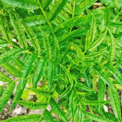 Full frame shot of fresh green plants