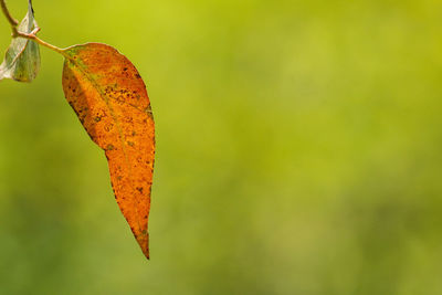 Close-up of autumnal leaves