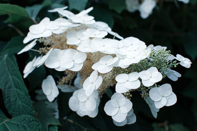 Close-up of white rose on leaves